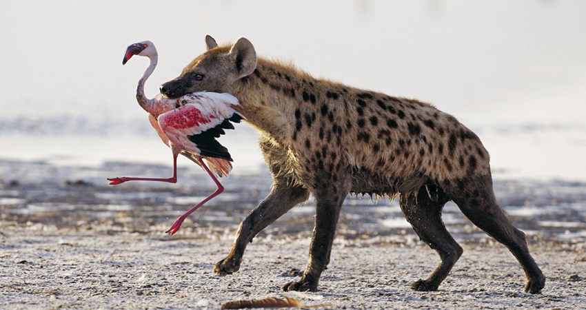 3-days-2-nights-lake-nakuru-safari-package