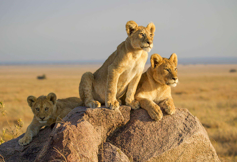 kenya-tanzania-safaris kenya-tanzania-safaris